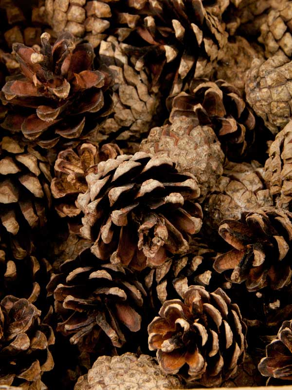 Dennenappels Silvester open - 1 kilogram (38602) - Afbeelding 4