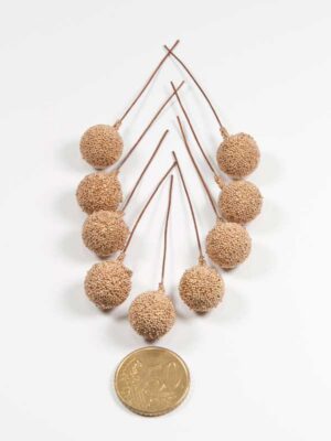glitter-besjes-goud-vergeleken-met-50-ct-munt