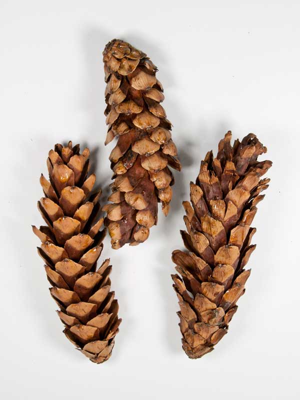 strobus natural