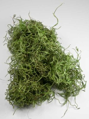 tillandsia-mosgroen