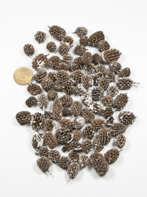 Casuarinakoppen white tip - 50 gram - Afbeelding 2