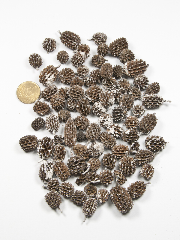 Casuarinakoppen white tip - 50 gram - Afbeelding 2