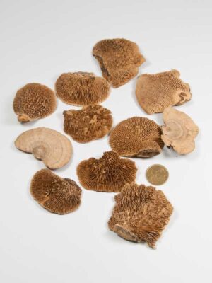 elfenbankje-mix-vergeleken-met-50ct