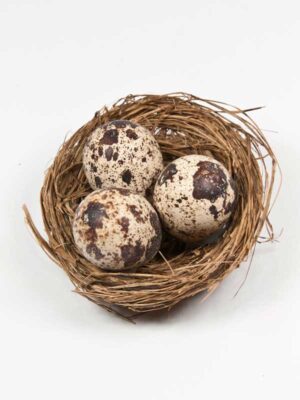 vogelnestje-met-3-kwarteleitjes