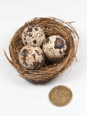 vogelnestje-met-3-kwarteleitjes-vergeleken-met-50ct-munt