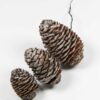 leucadendron-murii-streng van 3 stuks op een draad