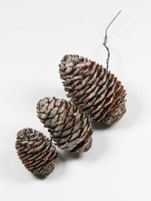 leucadendron-murii-streng van 3 stuks op een draad