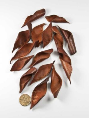 brownies-curved-35-gram-vergeleken-met-50-ct-munt