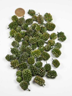 Casuarinakoppen pearl washed groen - 50 gram - Afbeelding 2