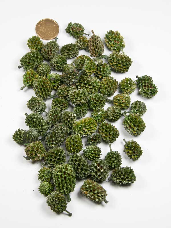 Casuarinakoppen pearl washed groen - 50 gram - Afbeelding 2