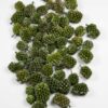 casuarina-koppen-pearl-washed-groen