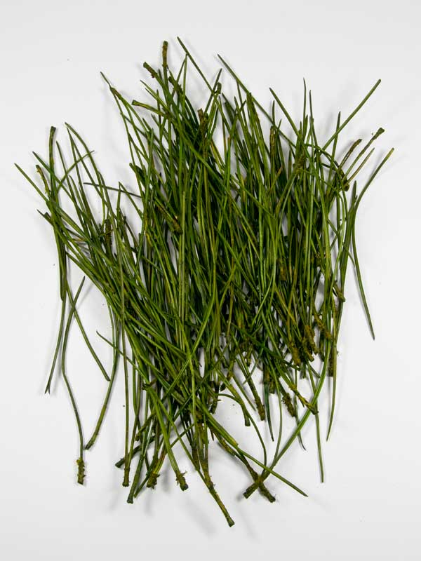 dennennaalden-groen-pinus-30-gr