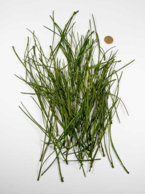 dennennaalden-groen-pinus-30-gr vergeleken met 50 ct munt