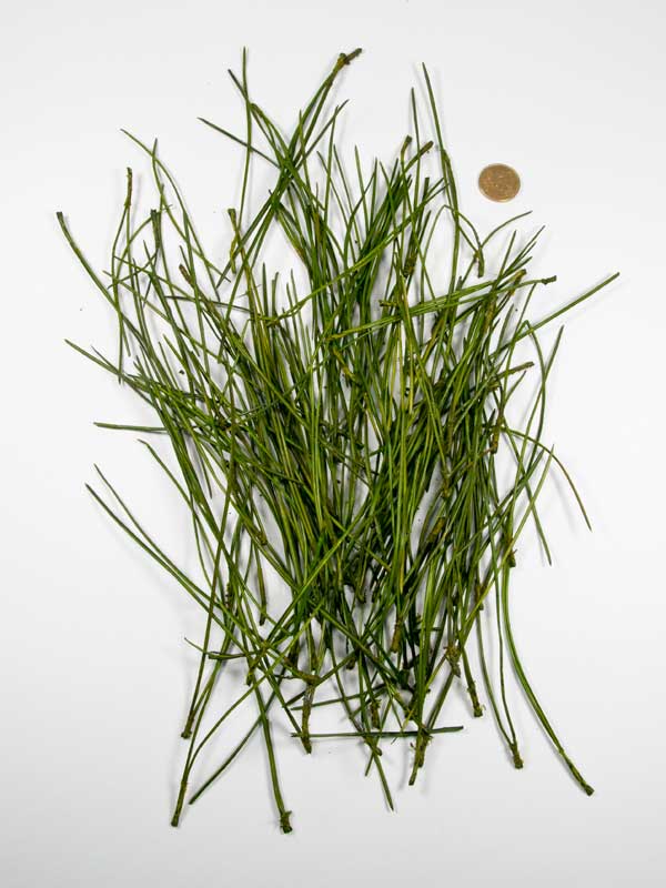 dennennaalden-groen-pinus-30-gr vergeleken met 50 ct munt