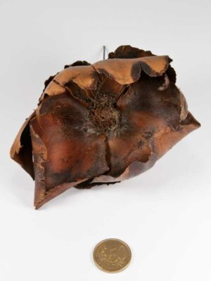 palm-cup-groot-vergeleken-met-50ct-munt