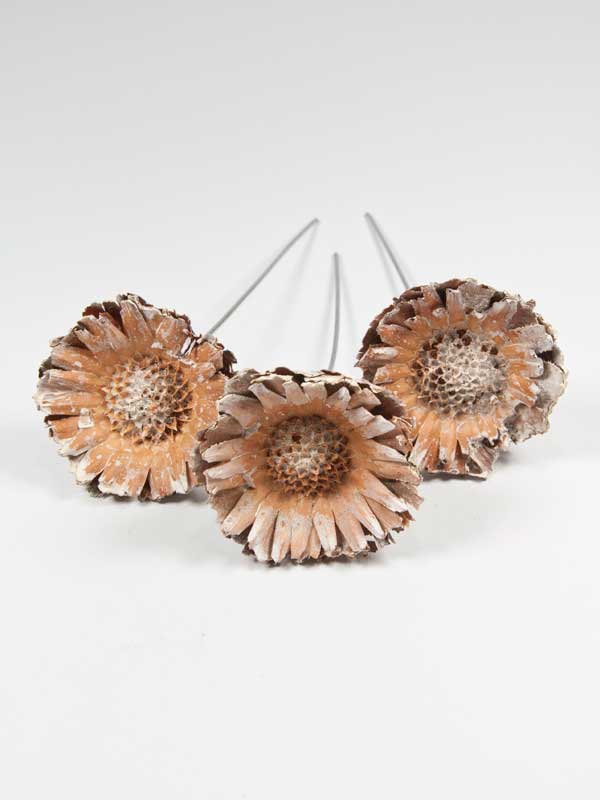 protea-bloem-white-washed
