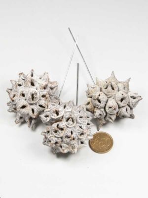 spidergum-knobs-white-washed-op-draad-vergeleken-met-50-ct-munt